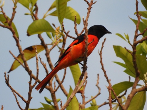 Scarlet Minivet